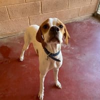 MAXOU PAA24303, chien à adopter