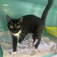 VALENTINE, chatte à adopter