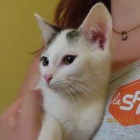 KITA, chatte à adopter