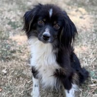 Unic CAA15657, chienne à adopter