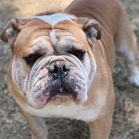 Reiko CAA15677, chien à adopter