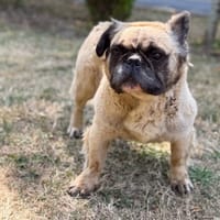 Pollux CAA15683, chien à adopter