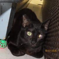 AUGUSTE, chat à adopter