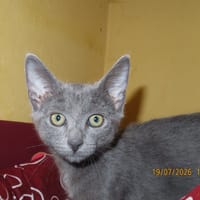 JASPER, chat à adopter