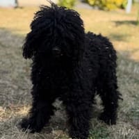 Camelia CAA15675, chienne à adopter