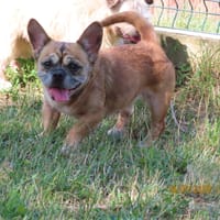 NINI, chienne à adopter
