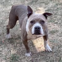Laly CAA15664, chienne à adopter