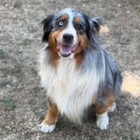 R'Falco CAA15665, chien à adopter