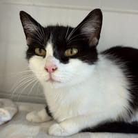 MARGOT, chatte à adopter