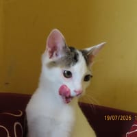 KOGA, chat à adopter