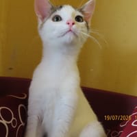 KOGA, chat à adopter
