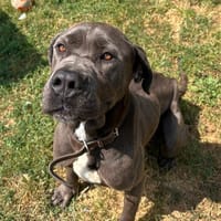 TANGO, chien à adopter
