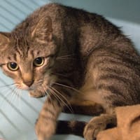 MANGO, chatte à adopter