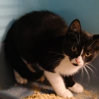 BEBAY, chatte à adopter
