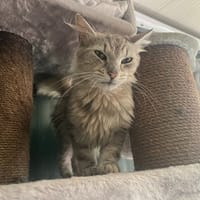 BOGOSS, chat à adopter