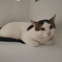 CHURROS, chat à adopter