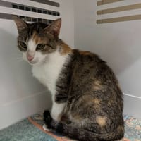 TARA, chatte à adopter