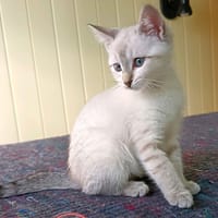BIJIN, chatte à adopter