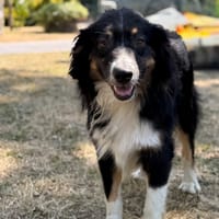U'riley CAA15672, chien à adopter