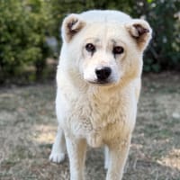 Thelma CAA15667, chienne à adopter
