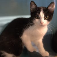 TOMBAY, chat à adopter