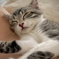 Klaxon, chat à adopter