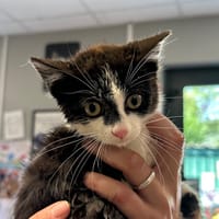 FLUCK, chat à adopter