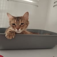 JENNIE, chatte à adopter