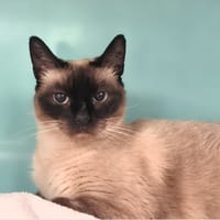 Lili, chatte à adopter