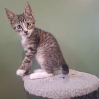 ABRICOT, chat à adopter