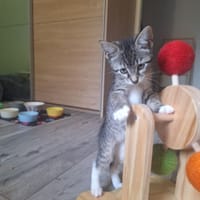PECHE (A TROUVE SA FAMILLE), chat à adopter