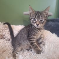 PAPAYE, chat à adopter