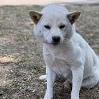 Adelaide CAA15659, chienne à adopter