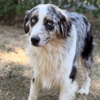 Scarlette CAA15671, chienne à adopter