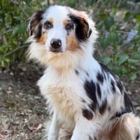 Axion CAA15673, chien à adopter