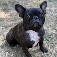 Christine CAA15678, chienne à adopter