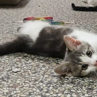 ASTRO PAB28953, chat à adopter