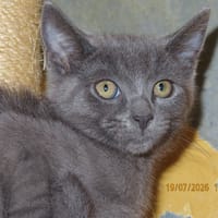 WILLY, chat à adopter