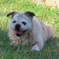 CHANNEL, chienne à adopter
