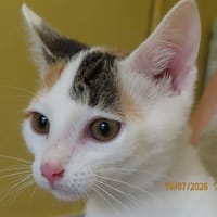 YUMA, chatte à adopter
