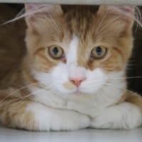 olive, chat à adopter