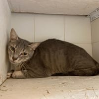 FLEUR, chatte à adopter
