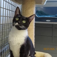 SAKURA, chatte à adopter