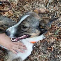 SUKI, chien à adopter
