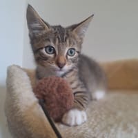 ANANAS (A TROUVE SA FAMILLE), chat à adopter