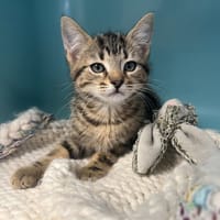 KILLIAN, chat à adopter