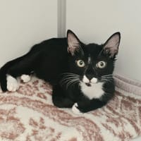 SHISAMI, chatte à adopter