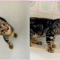 CALAMAR, chatte à adopter