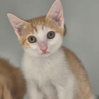 SAUGE, chatte à adopter