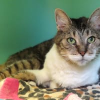 ZOE PAB28889, chatte à adopter